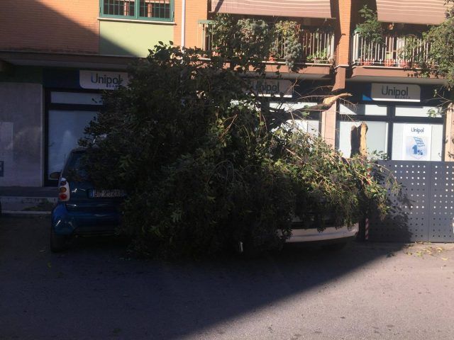 albero caduto Pomezia