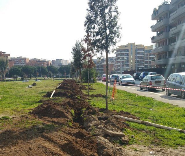 nuovi alberi pomezia