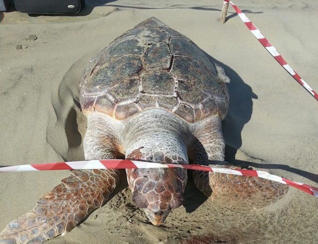 Tartaruga marina morta Torvaianica