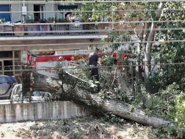 Roma-Lido, albero sui binari: attivi bus sostituivi ad Ostia Roma-Lido, albero sui binari: attivi bus sostituivi ad Ostia