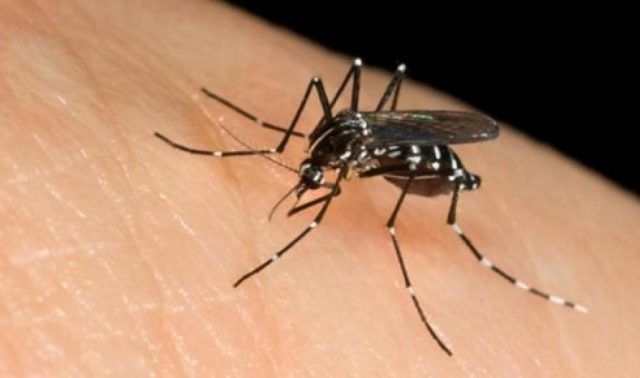 chikungunya