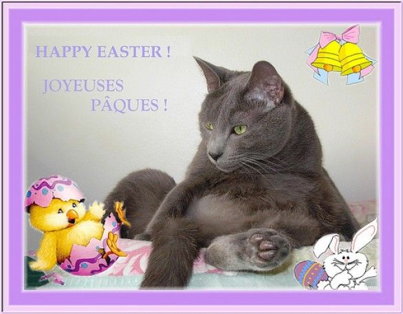 Pasqua Le Migliori Immagini E Gif Per Gli Auguri Da Inviare Su Facebook E Whatsapp