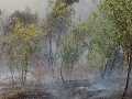 incendio-Pontina10