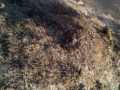 incendio-Pontina2