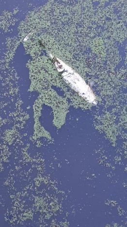 68264038_875159502883436_7131513652766572544_n