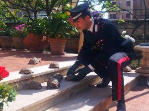 Le tartarughe recuperate dai Carabinieri
