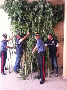 Alcune delle piante sequestrate dai Carabinieri