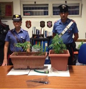 Le piante di marijuana sequstrate dai carabinieri 1
