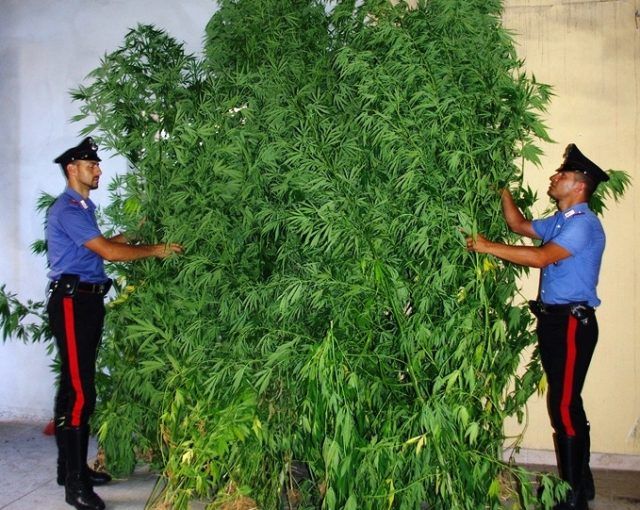 Piante di marijuana sequestrate dai Carabinieri (1)
