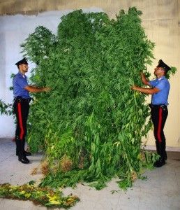 Piante di marijuana sequestrate dai Carabinieri