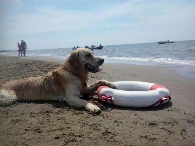 dog beach