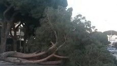campo ascolano2