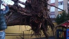 albero caduto scuola Don Bosco Pomezia