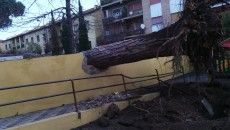albero caduto scuola Don Bosco Pomezia3
