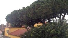 albero scuola don bosco pomezia