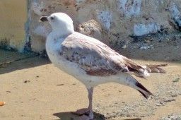 Gabbiano scende in picchiata e porta via un cagnolino