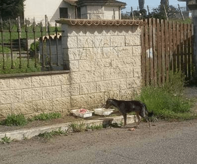 Cani Smarriti E Ritrovati Roma E Provincia