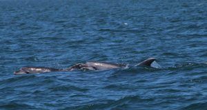 delfini a Torvaianica