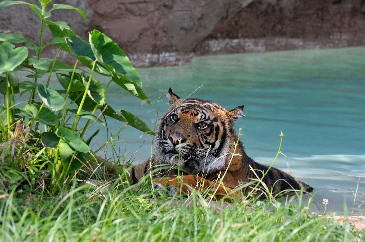 Kasih, maschio di tigre di Sumatra, emerge dall’acqua dopo un bagno nella piscina naturale
