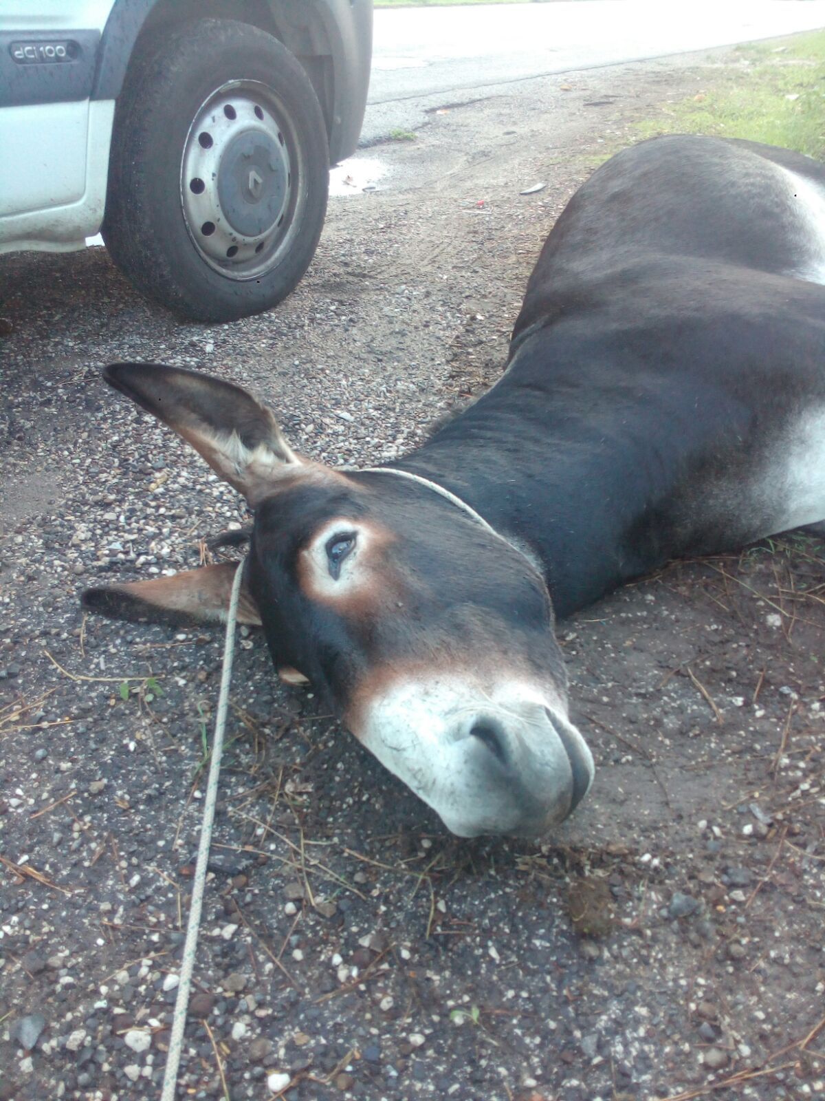 Primo Animale Che Esce Dall Arca