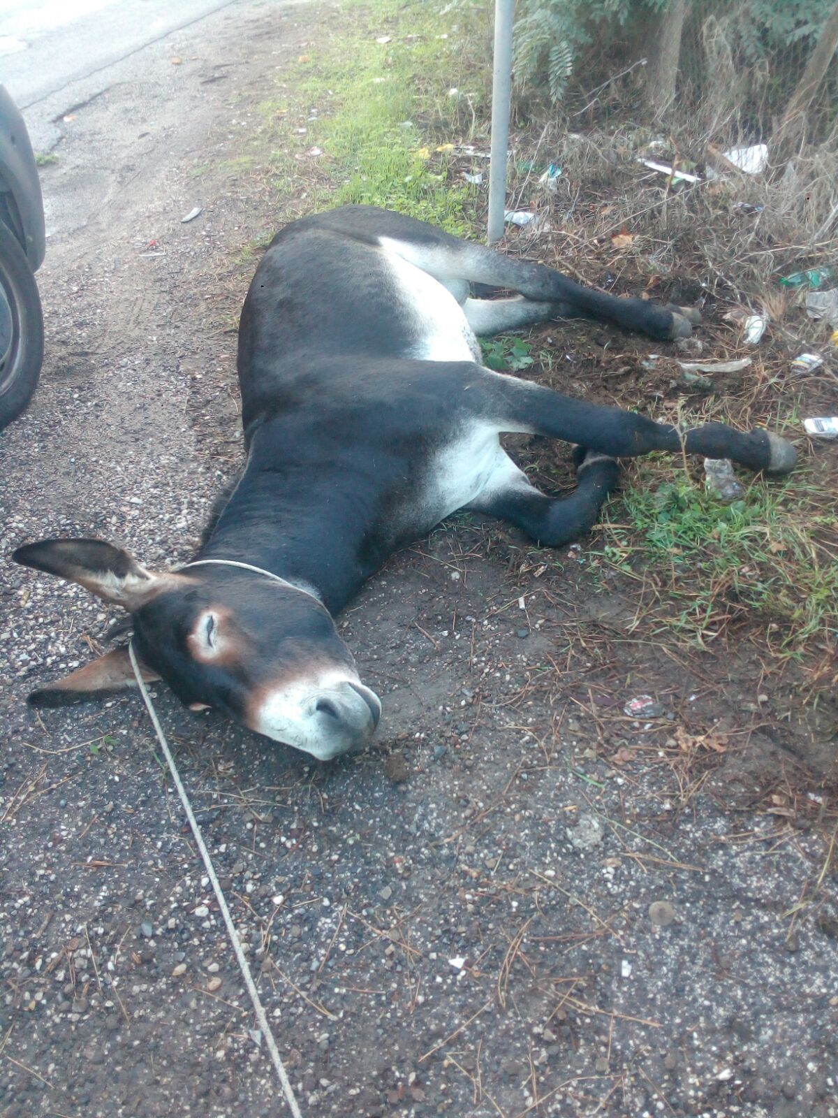 Primo Animale Che Esce Dall Arca