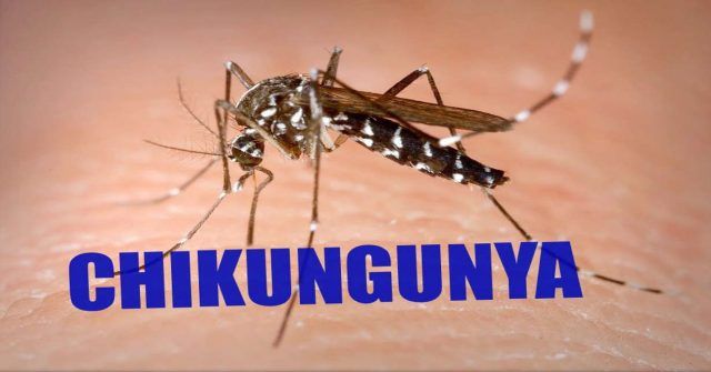 chikungunya
