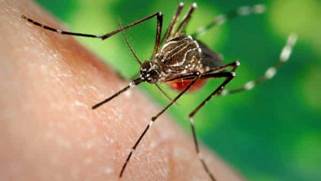 Chikungunya