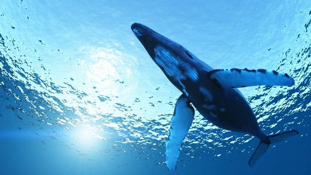 blue-whale-5aa19c6c96e7fddd2b393007f6c1087c3