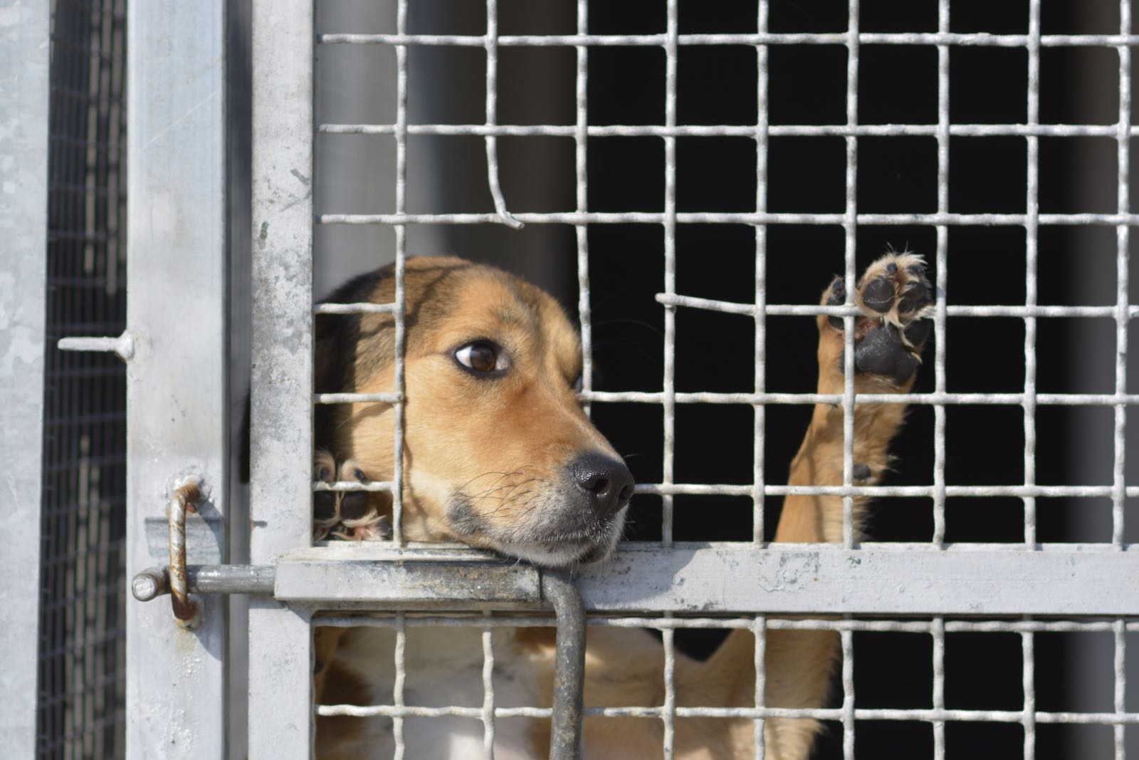 Canile della Muratella, il cane Rocky è in coma per un cambio di terapie