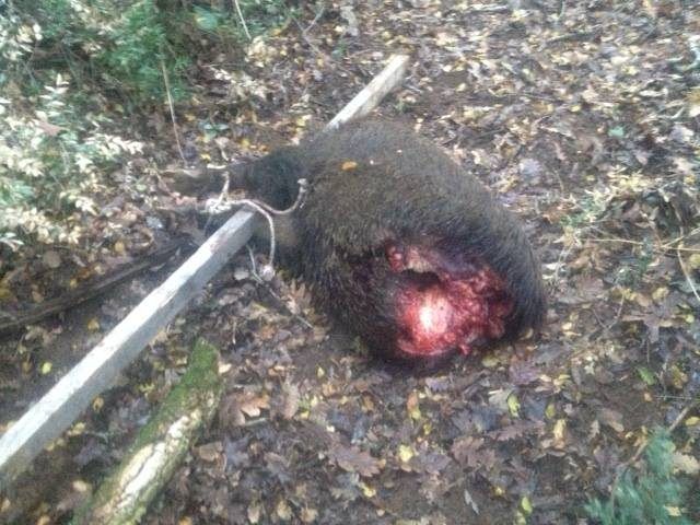 cinghiale ucciso