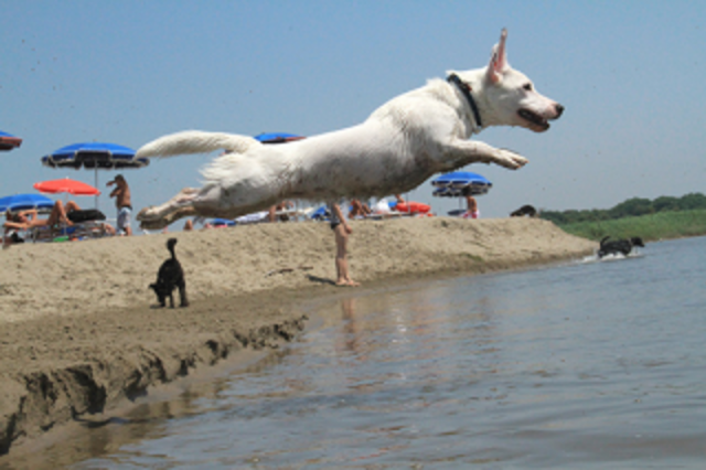 spiaggia-per-cani-a-ostia-fdi-si-alla-bau-beach-ma-con-procedure-chiare fiumicino
