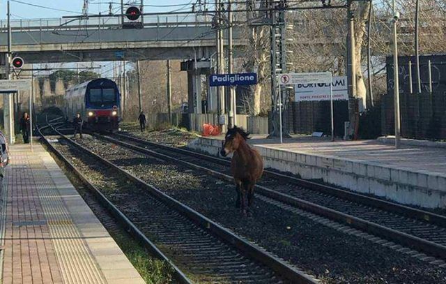 cavallo