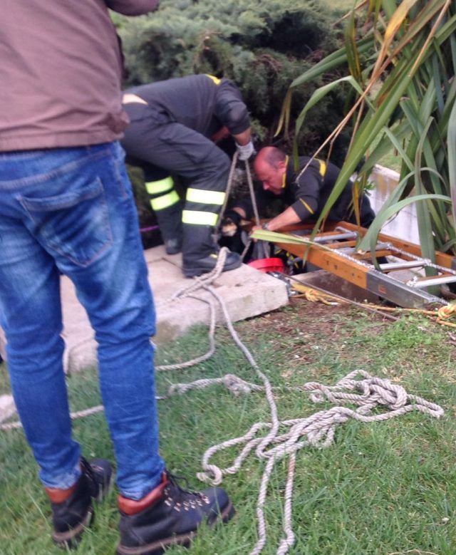 Aprilia Due Cuccioli Di Cane Gettati In Un Tombino Li Salvano I
