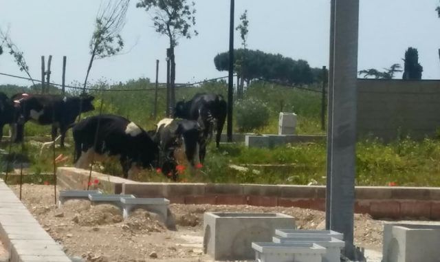 mucche cantiere