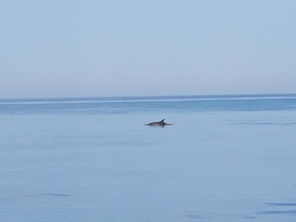 delfini a torvaianica