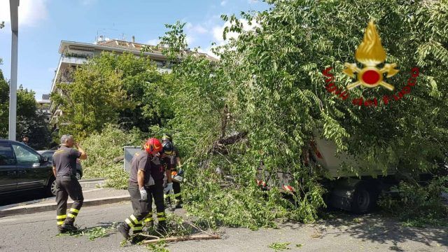 albero caduto nomentano