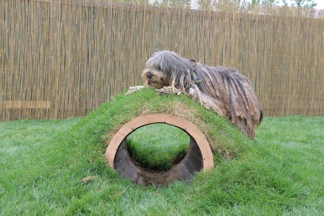 cane zoo
