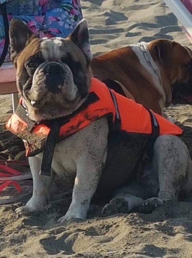 bull dog morto