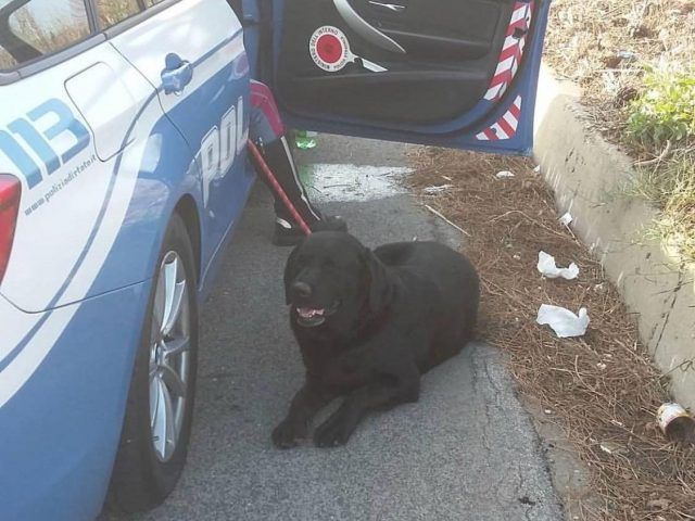 cane pontina