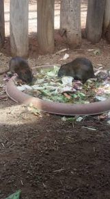 Ratti al Bioparco