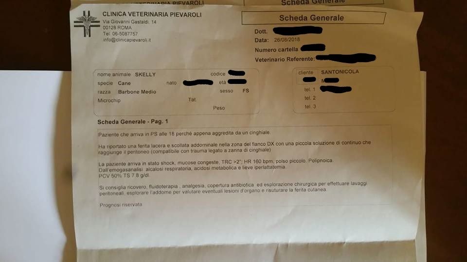 Il referto veterinario della cagnolina colpita dal cinghiale