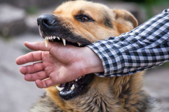 attacco cane