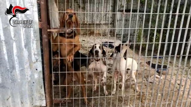 I cani salvati dai Carabinieri le armi e i collari elettrici sequestrati (1)