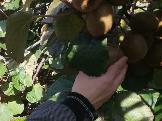 kiwi agorà