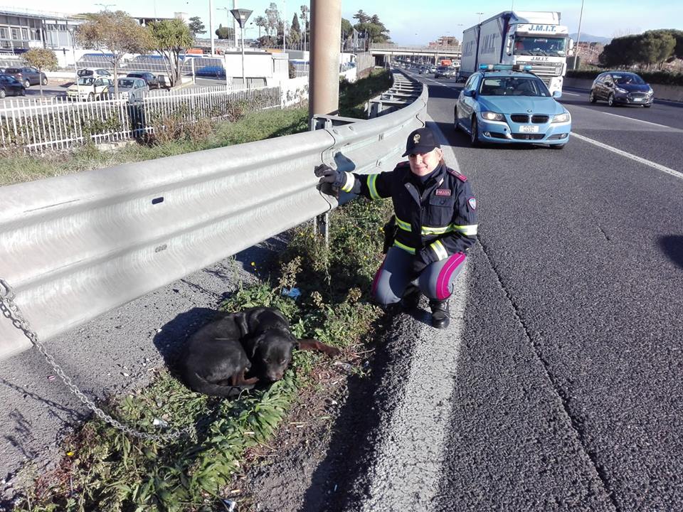 Abbandona il cane sul GRA legandolo al guard rail: macchine rischiano di investirlo