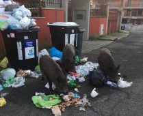Roma cinghiali tra i rifiuti nel quartiere della Sindaca Raggi