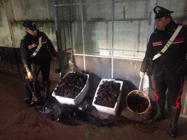 Ladispoli - I ricci di mare sequestrati dai Carabinieri