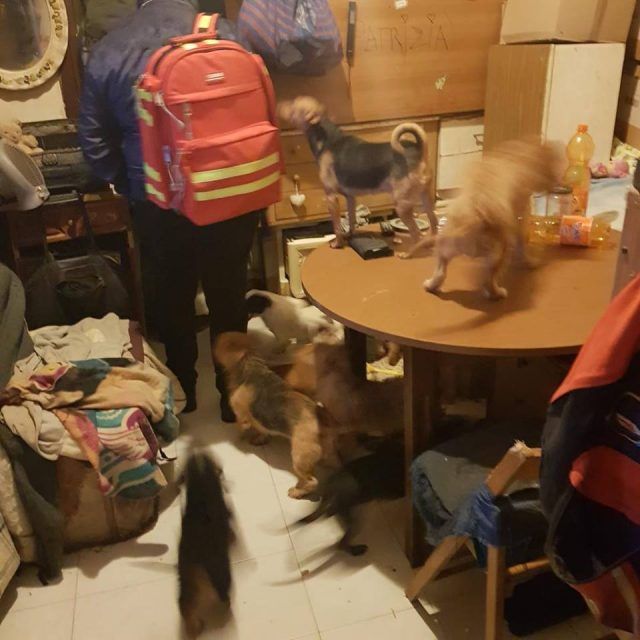 animali