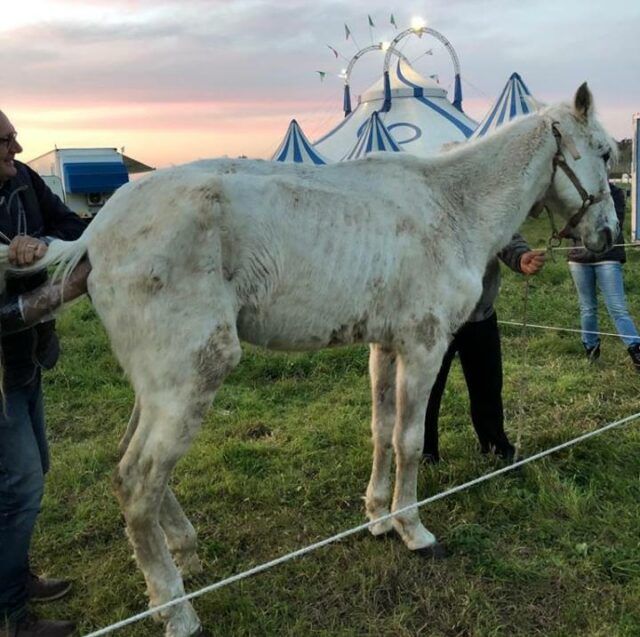 cavallo denutrito