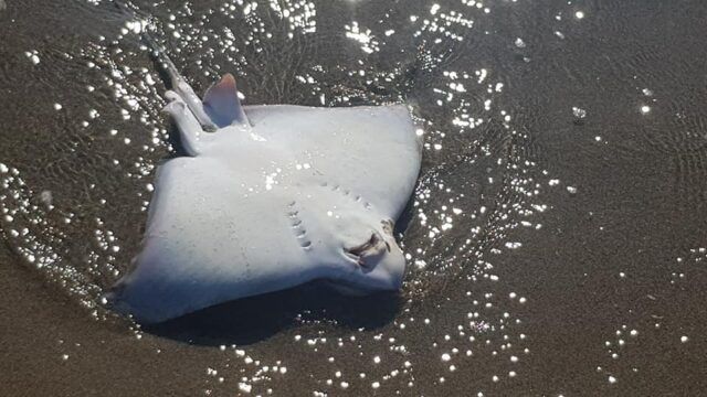 Aquile di mare